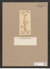 Diatomeae indet. Zeichnungen Sammlung Grunow Nr. 1448 (NHMW-BOT-W0368440)